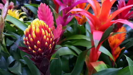 Obraz premium Beautiful botanical background. Red flowers close-up. Bromeliads. Tropical flowers.