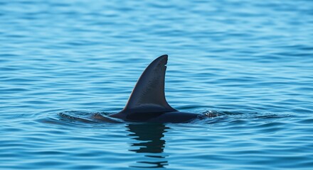 Fototapeta premium Shark fin emerging from tranquil blue water creating a sense of calm and curiosity as it cuts through the ocean surface