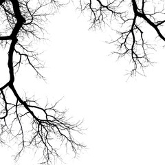 Fototapeta premium Silhouette of bare tree branches isolated on Transparent background creating an artistic design, Silhouette bare trees branches isolated on PNG background