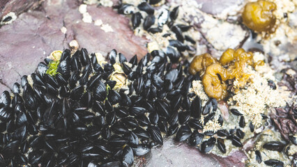 New zealand beach ocean water seaweed shells rocks beachcombing details