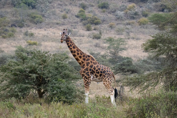 Rothschild’s Giraffe standing tall in the open grasslands, showcasing its patterned coat