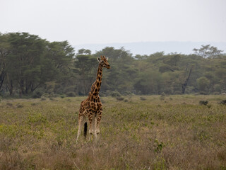 Rothschild’s Giraffe standing tall in the open grasslands, showcasing its patterned coat