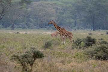 Group of Rothschild’s Giraffes feeding and exploring in a scenic woodland landscape