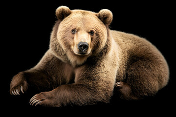 Obraz premium Majestic Brown Bear: A Powerful Portrait Against a Black Background