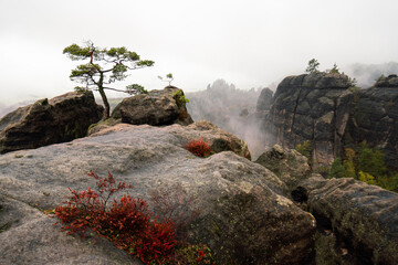 Mystische Gebirge Landschaft mit Nebel im Nationalpark Sächsische Schweiz in Sachsen Deutschland