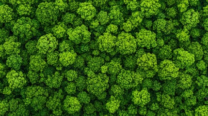 Lush Green Forest with Diverse Trees from Above Captured in Serenity, Service metrics nurture forest growth concept.