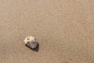 Seashell on the sand of the beach. Texture. Space for text.
