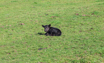 A newborn calf in the middle of a meadow