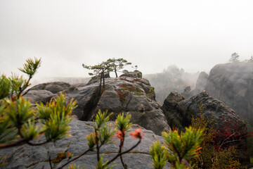 Mystische Gebirge Landschaft mit Nebel im Nationalpark Sächsische Schweiz in Sachsen Deutschland