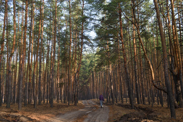 Bicyclist explores a tranquil forest path under the canopy of tall pine trees at dawn