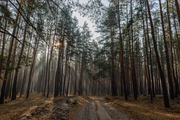Misty morning light filters through tall trees in a serene forest path surrounded by nature's beauty