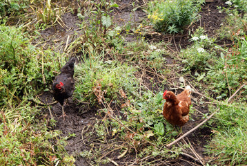 Galician free-range laying hens in countryside nature on moist soil, mud, fresh green grass and wild plants. Typical poultry from Melide village, La Coruña, Galicia. 