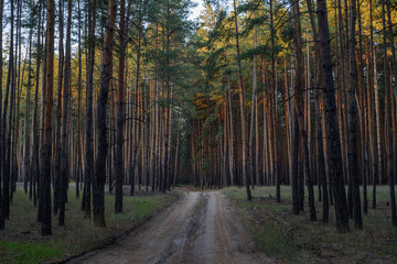 Serene pathway through a tall pine forest at dusk inviting peaceful exploration and nature immersion