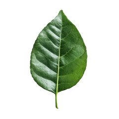 Obraz premium Green leaf isolated on white background showcasing natural texture and shape, green leaves isolated on white background