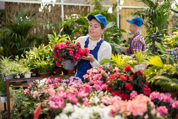 Fototapeta premium Smiling female gardener arranging potted Azalea for market and wearing greenhouse uniform