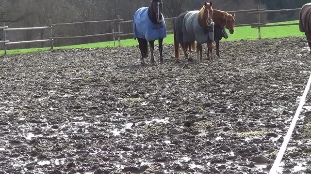 Pferde im Matsch. Nasse Wiese im Winter. Pferde laufen auf matschigem Paddock.







