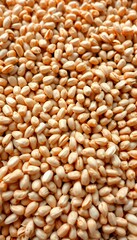 Fototapeta premium Close-Up View of a Large Quantity of Pale Beige Seeds or Grains, Creating a Seamless Texture Background