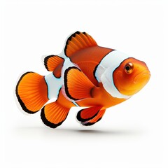 A vibrant clownfish, brightly colored with orange and white stripes, stands out against a plain white backdrop.