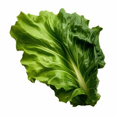 Crisp lettuce leaf design showcases fresh greenery on a clean, white backdrop for a vibrant, healthy look. Perfect for your project