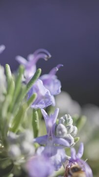 Bee Pollinating Beautiful Rosemary Blossoms on a Spring Day.