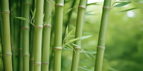 Fototapeta premium Tall green bamboo stalks, closeup with green leaves in background, growing outdoors, organic and natural, suitable for microstock imagery