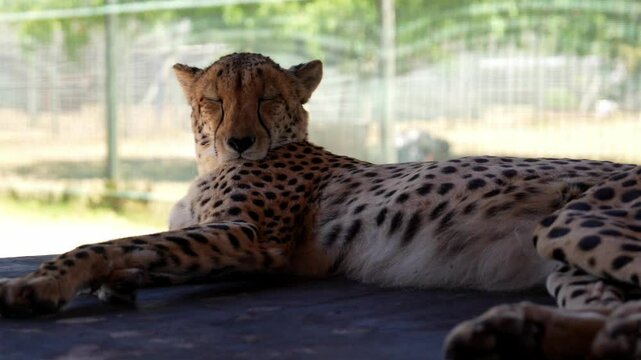 In the heat of the day, the cheetah recharges, its sleek form a testament to nature&rsquo;s design