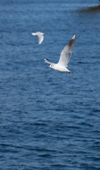 Seagull flying over the sea	
