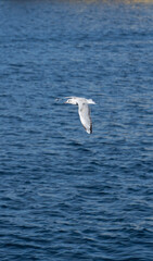 Seagull flying over the sea	
