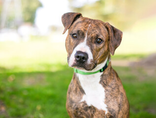 A brindle Pit Bull Terrier mixed breed dog with a head tilt