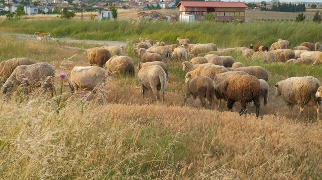 Grazing sheep herd flourishing in a verdant field. The scene captures the essence of rural life and the harmony between livestock and nature