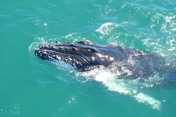 Naklejka premium whale in the water