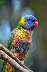 Vibrant Rainbow Lorikeet Perched on a Branch