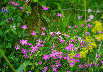 Obraz premium natural image of amazing maiden pink flowers (dianthus deltoides) growing on a natural wild meadow
