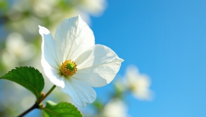 White dogwood petals unfurl, showcasing fine details, under a flawless blue sky , plant, nature, outside