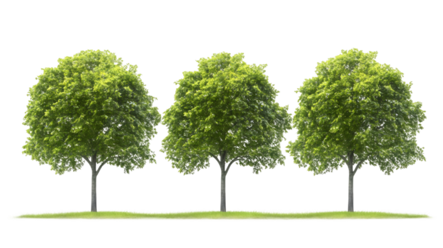 Green trees rising on grassy terrain, transparent backdrop enabling seamless graphic design integration