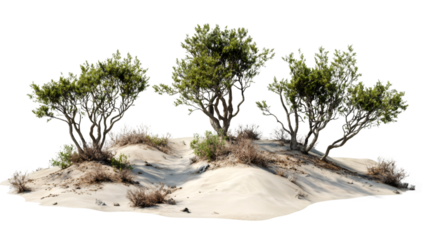 Three green trees growing on a small sand dune with transparent background, ideal for image compositing