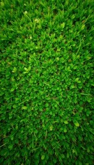 Evenly cut, fine textured fairway grass, overhead , nature, blades, texture