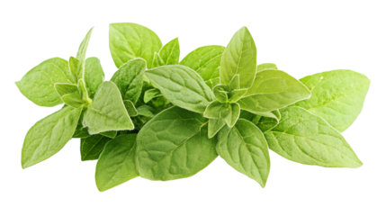 Close-up of fresh oregano leaves, isolated on a transparent background, ready to enhance any culinary creation