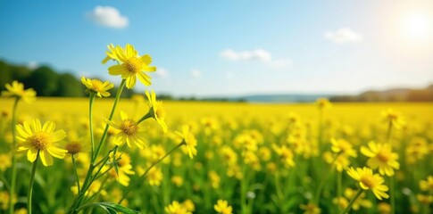 Sunny field with blooming yellow canola flowers, farm, oilseed, landscape
