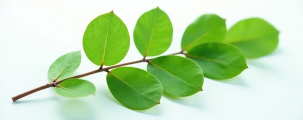 Naklejka premium Eucalyptus leaf branch with veins and stems on white surface, branch, vein, nature