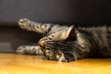 Majestic tabby cat relaxing, resting, looking, sleeping indoors, home. Beautiful domestic feline...