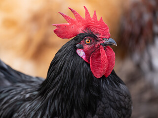 Un gros plan rapporché d'une tête de poule noire