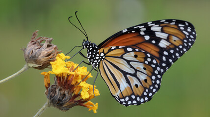 Fototapeta premium Monarch Butterfly on Colorful Flower in Midwest Garden During Summer Close-up