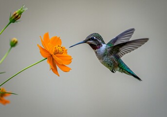 Fototapeta premium High-speed capture of a hummingbird hovering near a vibrant flower
