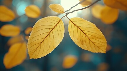 Obraz premium Golden autumn leaves backlit forest sunlight