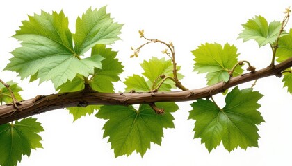 Fototapeta premium Grapevine Branch with Green Leaves Isolated on White Background
