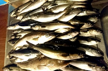 Obraz premium fish on the market