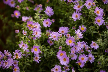 Close-up of beautiful purple flower blossoms