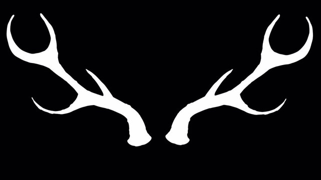 Cartoon white deer antlers grow on a black screen. A humorous animation for adding antlers to a character's head. Concept of infidelity, hunting, and wild animals in 4K with an alpha channel.