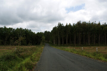 Walker on Camino de Santiago old route road, natural rural environment, eucalyptus forest, oak...